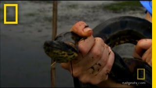 Mega Anaconda National Geographic