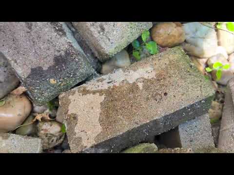 Bricks Hide Ants in Manahawkin, NJ