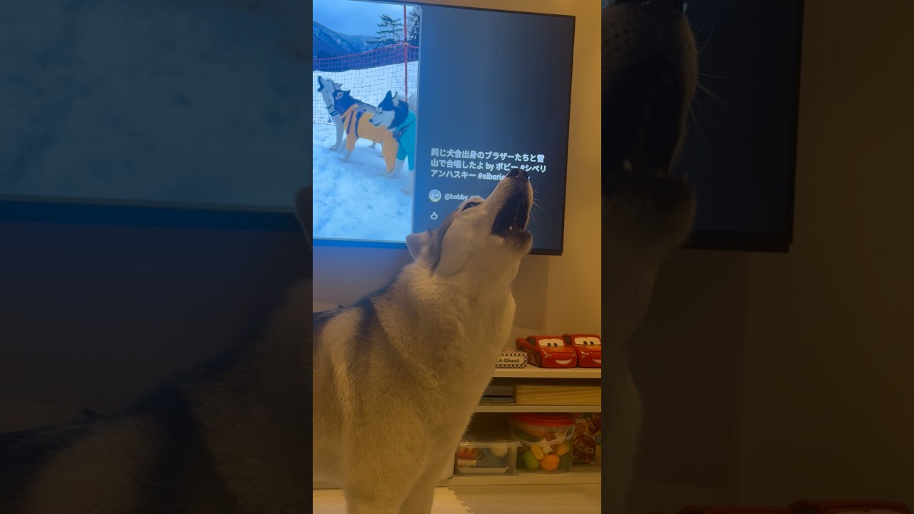 ブラザーたちと合唱する自分の動画を見て、また歌いたくなっちゃったボビさん #husky #huskylife #シベリアンハスキー #siberianhusky