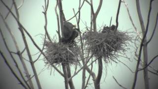 preview picture of video 'Great Blue Heron Rookery - Caledonia, WI'