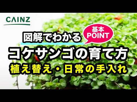 園芸 ホロホロヒョウモン、タゲリの卵、メレアガー、チェッカーボードヒョウモン、コシグロレ、マーシュチューリップ