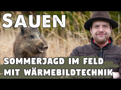 Weizenschweine: Sommerjagd auf Sauen im Feld mit Wärmebildtechnik - Welche Ausrüstung ist sinnvoll?