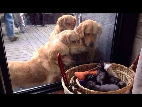 Le golden retriever le plus drôle, plus vous regardez, plus il devient drôle !