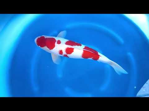 MA2-16 JKS Momotaro Auction: 2Y Male Kohaku 56 cm