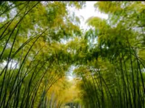 Thu ly hương - Tâm Hảo