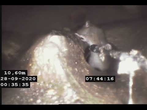 Rotte i kloak/Rat in the sewer