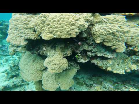Film présentation excursion Motu AHI à MOOREA en Polynésie française.