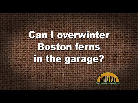 How to Overwinter Boston Fern (Complete Guide) - Gardenisms