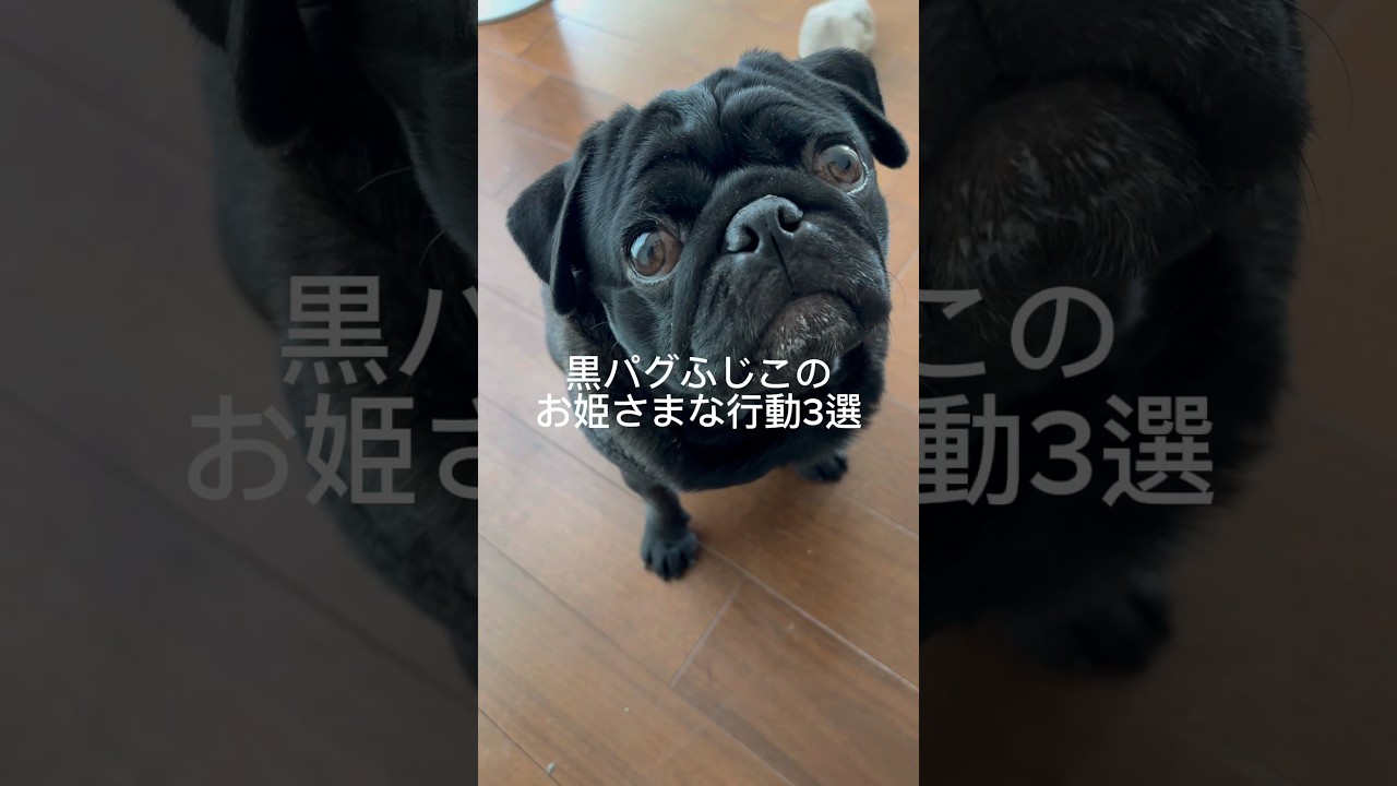 プリンセスふじこ👸🐶 #cutedog #パグ #dog #pug #puppy #doggie #いぬのいる生活 #princess #sleeping #犬好き #doglife