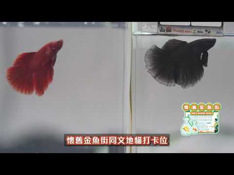香港寵物節 2026｜一年一度寵物界盛事｜狗展｜貓展｜螳螂活體展｜懷舊金魚街｜文地貓茶餐廳｜狗狗全運會｜寵物健康講座｜寵物訓練示範｜國際寵物用品博覽｜1月29日至2月1日（四至日）一連四日｜灣仔會展