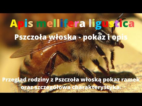 , title : 'Apis mellifera ligustica Pszczoła włoska, opis i charakterystyka ODCINEK 31 @DolnoslaskieMiody'
