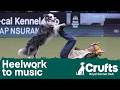 A Baa Rilliant Routine At Crufts Heelwork To Music Crufts 2026