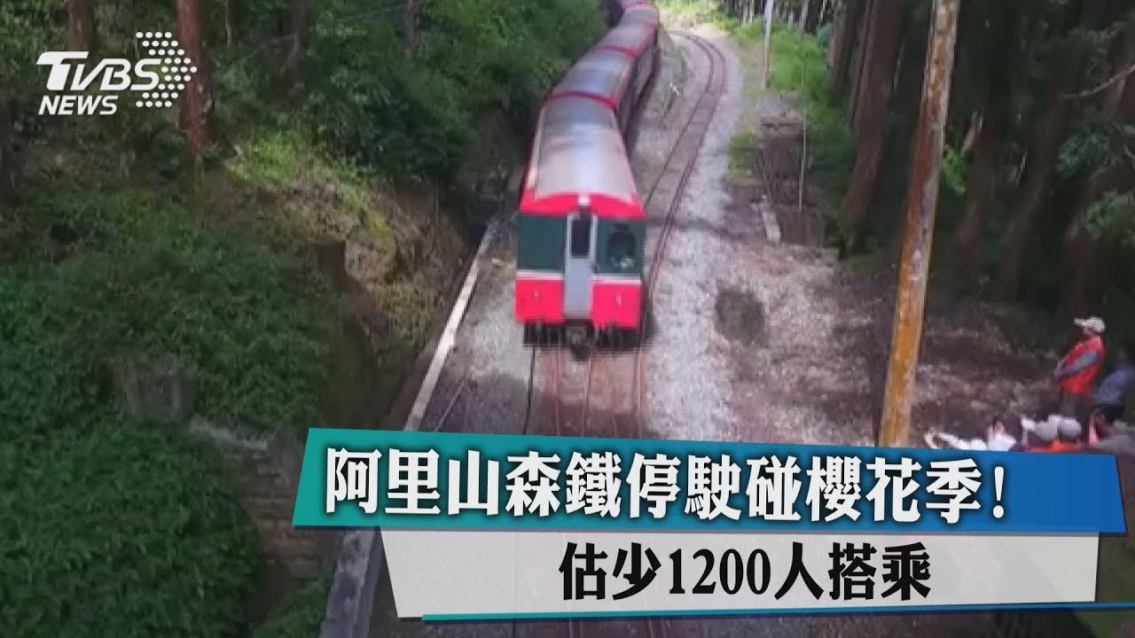 阿里山森鐵停駛碰櫻花季! 估少1200人搭乘