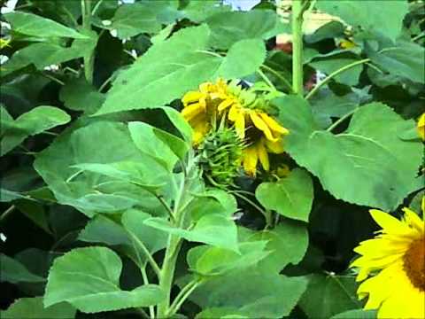 Sunflowers & Biofuel