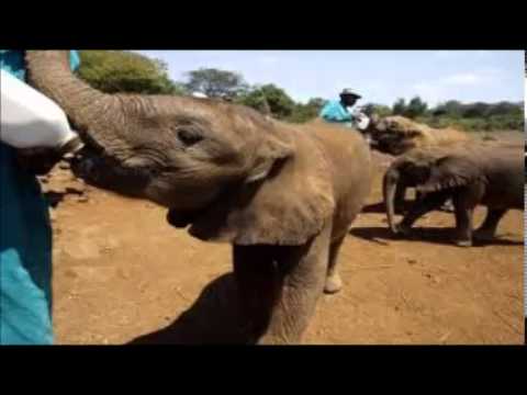 Ivory Trade Threatens Africa's Elephants