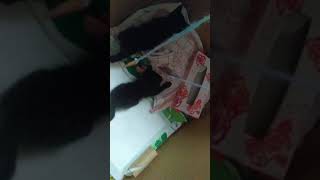 猫動画 猫ちゃんが手作りおもちゃで遊んでくれた！ よっぴぃ動画