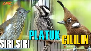 Download lagu MASTERAN CILILIN - SIRI SIRI - PLATUK BERAS mp3 Download lagu MASTERAN CILILIN - SIRI SIRI - PLATUK BERAS mp3