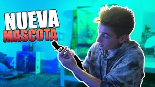 ME REGALAN LA MASCOTA DE MIS SUEÑOS!! Mi nuevo dragon[bytarifa]