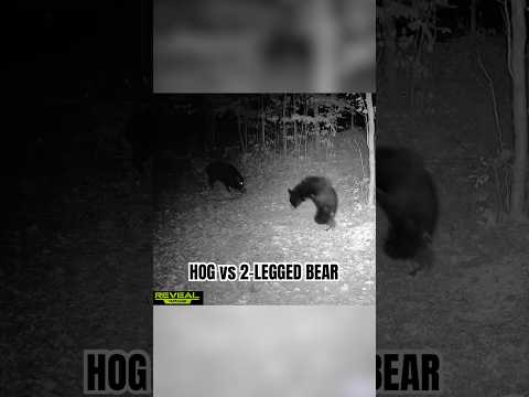 Hog vs Two-Legged Bear