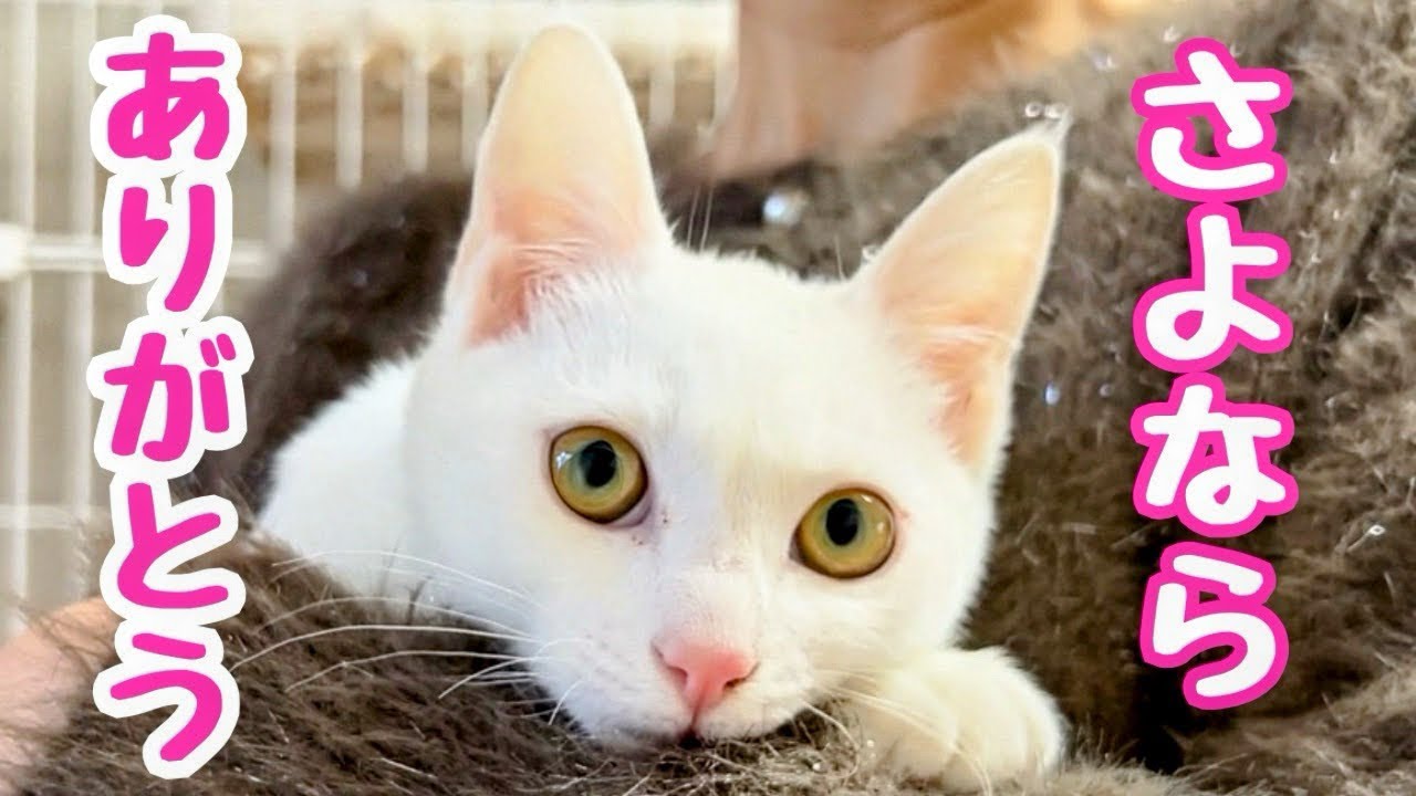 【保護子猫】この子を家族にできませんでした