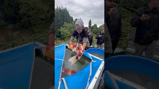 Download lagu Amazing koi being harvested this year 😍 #koi #fish #koifish #japan #japanesekoi #koipond #harvest mp3