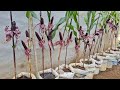 Tips for growing corn in soil sacks at home