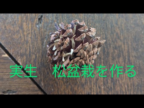 苗にはどんな土を使えばいいのでしょうか？種子の発芽を保証する混合物はこちらです。  庭園