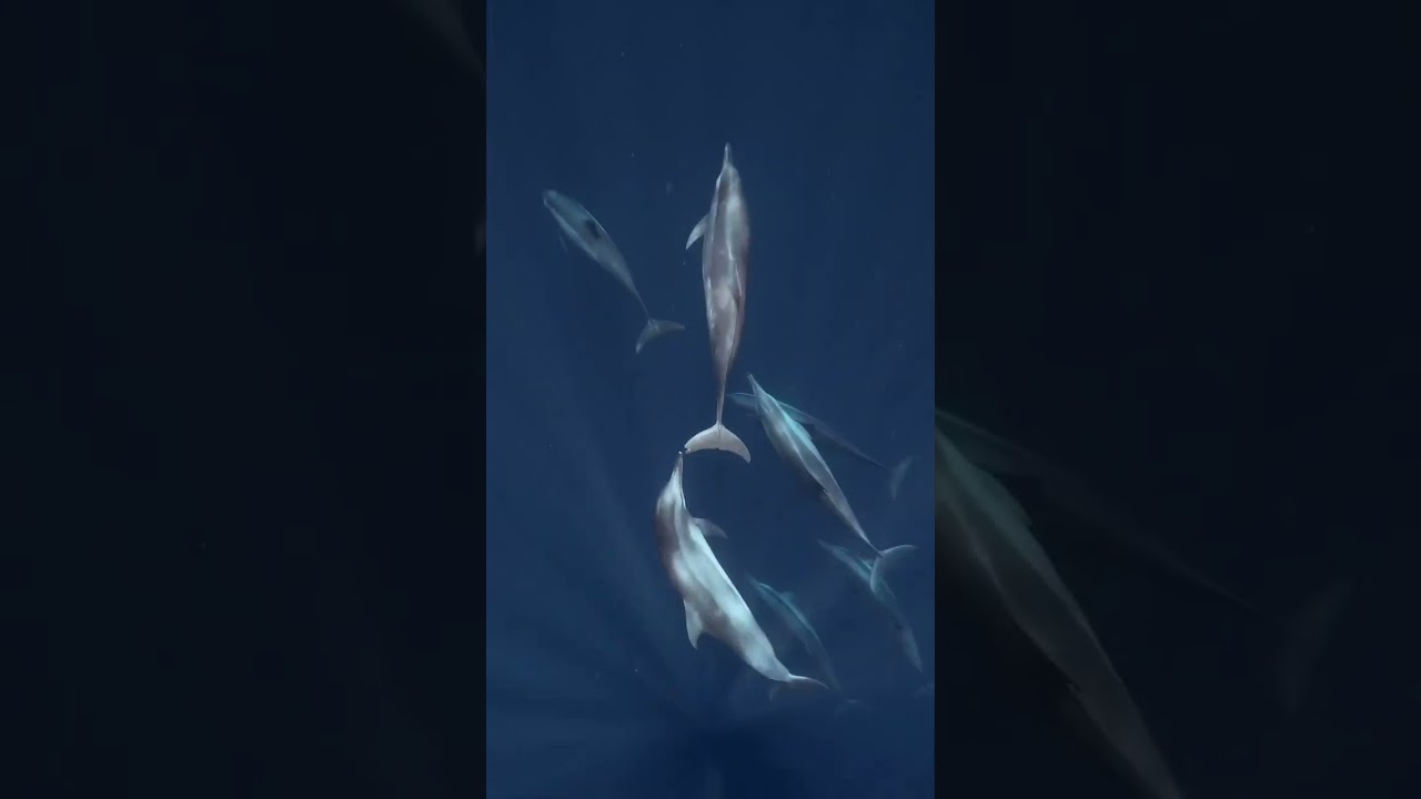 YouTube Short thumbnail