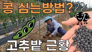 서리태콩 심는방법 파종법, 고추밭 근황