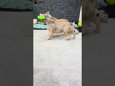Video 4