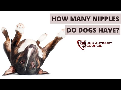 How Many Nipples Do Dogs Have? (Male and Female)