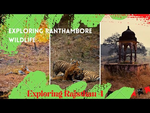 Ranthambore Jungle Safari !! | Exploring Rajsthan 4 | Tiger sighting