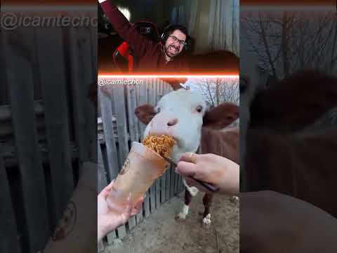 حتى الحيوانات بحبوا الاندومي 😂