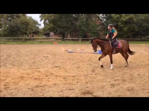 Balous Bellini x Landgraf I   4 years old    2015