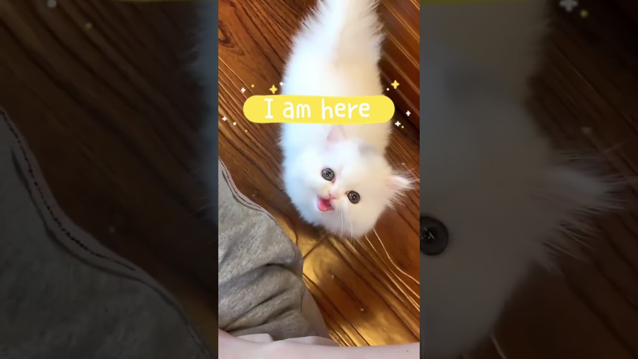 Aww..Cute Cats Demanding Attention 😺😍 | Meow Meow Meow #cat #funny #shorts