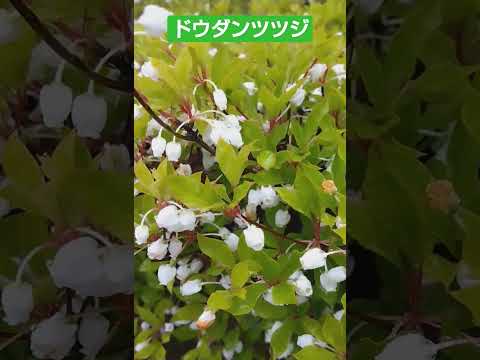 園芸 ドウダンツツジ