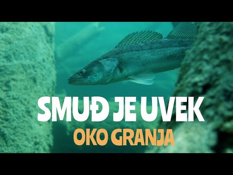 Dzigovanje Smuđa (Čeburaška i pravo u granje)#zander #fishing