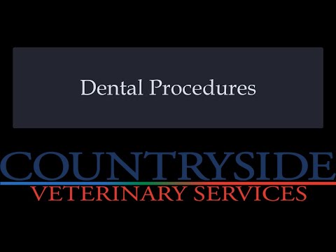 Veterinary Dental Procedure