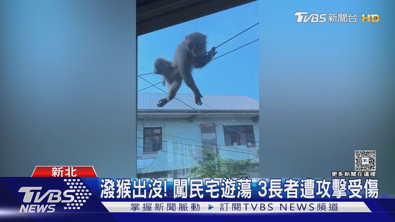 獨家影音/「猴」塞雷呀!識破吹箭還吃完香蕉留空籠 兩個月造成3人傷