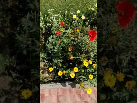 #flowers #blossoms #febmasti #gardening #terracegardining