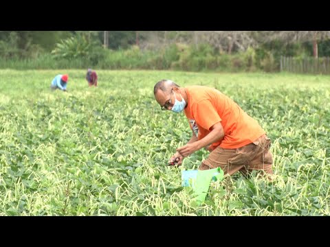 Pick, Weigh, Pay For Bodi At Reduced Prices