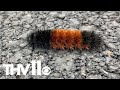 Can Caterpillars Predict Winter Weather Science Says