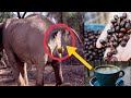 Most Expensive Coffee In The World Black Ivory Coffee 2021 English
