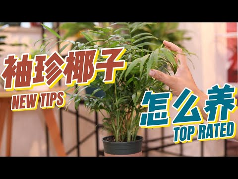 袖珍椰子