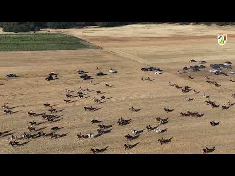 Encierro tradicional por el campo en Cantalejo (Segovia)