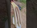 three head snake