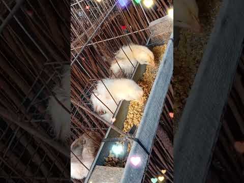 Criatorio ig tio San Pindoretama Ceará