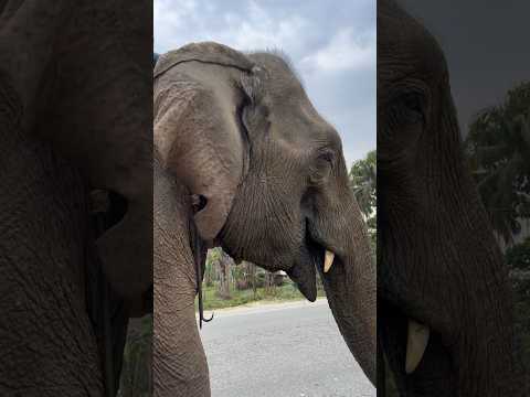 Elephant 🐘 🙏#elephant #animals #hati #ganesh #song #thakursong #animalsoundeffects #wildlife #soun