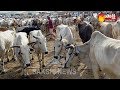 Rajasthan High Court Recommends Declaration Of Cow As National Animal