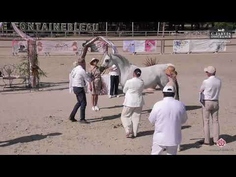 N 29 SHIRIN JJ   The City of Kings Show 2025   Mares 8+ Years Old Class 5